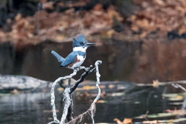 Kingfisher_01.jpg