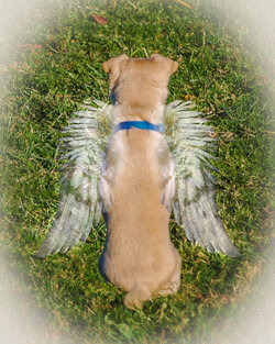 dog-with-angel-wings.jpg