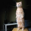 cat-standing.jpg