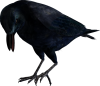 CROW PNG MEGA PACK (39).png