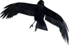 CROW PNG MEGA PACK (14).png