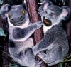 KOALAS.jpg