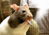 SmokingMouse.gif