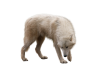 wolf_png_2_by_itsdura-d440wim.png