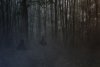 shadows in the forest.jpg