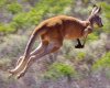 IMGP0344_N_Red_Kangaroo.JPG