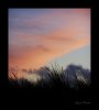 Pink_Sky_and_High_Grass_by_Madambond.jpg