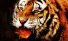 fire_tiger_by_jacobjohanssonj-d5zbr96.jpg