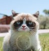 Smiling Grumpy Cat.jpg