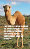 sillycamel_01.png