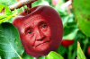 GrannySmithApple_01.png