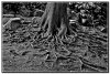 00ZWen-410143684-curly_BW_tree_roots_using_Topaz.jpg