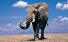 Elephants_wallpapers_160.jpg