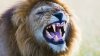 Male-Lion-Roaring-005.jpg