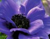 anemone-cmyk.jpg