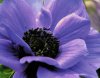 anemone-cmyk2.jpg