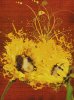 sunflower-messy-2.jpg