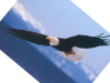 Bald_Eagle-Soaring.png