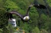 weisskopf_seeadler_haliaeetus_leucocephalus_2_amk.jpg