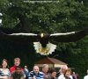 birds-prey-stellers-sea-eagle.jpg