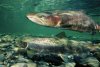 atlantic_salmon_pair.jpg