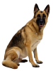 German_Shepherd_Clipart[3].png