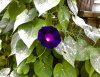 Purple Morning Glory.jpg