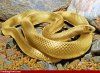 Gold-snake-29812.jpg