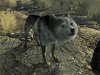 Dogmeat_FO3_02.jpg