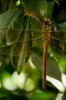 Dragonfly 070_1.jpg