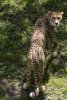 spotted_by_a_cheetah_by_zeealex-d7zqnxt.jpg