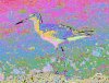 ShorebirdCCPink72.jpg