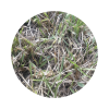 grass_01.png