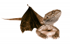 Lizard_brown_MT_01.png