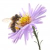 Bee on Flower.jpg