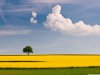 Nature_Fields_Yellow_field_and_tree_036314_.jpg