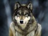 grey-wolf_565_600x450.jpg