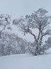 snow_gums9105546.jpg