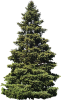 tree.png