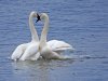 DP_060311_3368_swan_mating.jpg