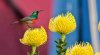 greater collared sunbird_4_wmckay11.jpg