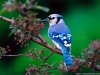 beautiful-blue-bird-wallpaper.jpg