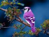 beautiful-blue-bird-wallpaperedit.jpg