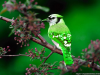 beautiful-blue-bird-wallpaper.png