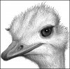 ostrich_stippling-01_cropped.jpg