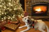 ChristmasGuideDog_01.jpg