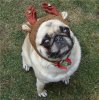 Pug Compact Reindeer2.jpg