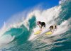 Dogs_surf2.jpg