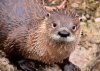 otter face cute 20130301 LRW.jpg