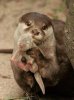 otter-and-babyjpg-0558ad4aa0e5a7b4.jpg